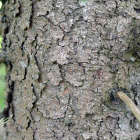 Close up of black spruce bark