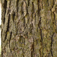 Close up of chinquapin oak bark