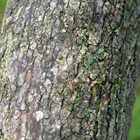 Close up of common hoptree bark