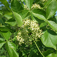 Vue rapprochée des fleurs du ptéléa trifolié