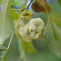 Close up of common hoptree fruit