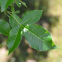 Vue rapprochée des feuilles du ptéléa trifolié