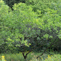 Image of common hoptree tree