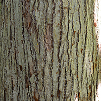 Vue rapprochée de l’écorce du magnolia acuminé