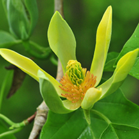 Vue rapprochée d'une fleur du magnolia acuminé