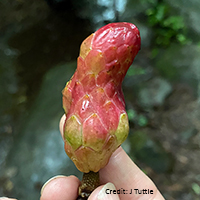 Vue rapprochée d'un fruit du magnolia acuminé