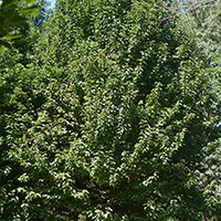 Image of cucumber tree tree