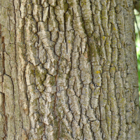 Close up of eastern cottonwood bark