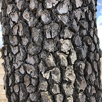 Close up of eastern flowering dogwood bark