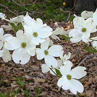 Close up of eastern flowering dogwood flowers