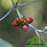 Close up of eastern flowering dogwood fruit