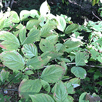 Close up of eastern flowering dogwood leaves