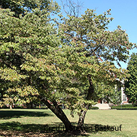 Image of eastern flowering dogwood tree