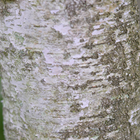 Close up of gray birch bark