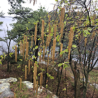 Close up of gray birch flowers (catkins)