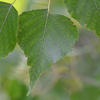 Close up of gray birch leaves