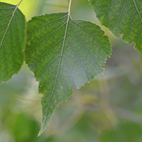 Vue rapprochée des feuilles du bouleau gris