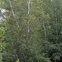 Image of gray birch tree
