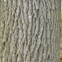 Vue rapprochée de l’écorce du frêne rouge ou vert