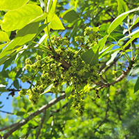 Vue rapprochée des fleurs du frêne rouge ou vert