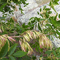 Close up of green/red ash fruit