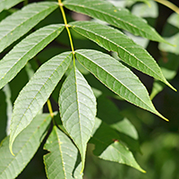 Vue rapprochée des feuilles du frêne rouge ou vert