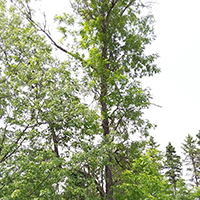 Image of green/red ash tree