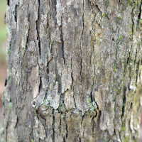 Close up of hawthorn bark