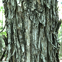 Close up of ironwood bark