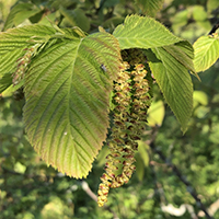 Vue rapprochée des fleurs de l’ostryer de Virginie