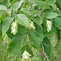 Close up of ironwood fruit