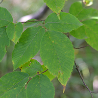 Vue rapprochée des feuilles de l’ostryer de Virginie