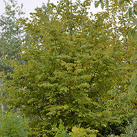 Image of ironwood tree