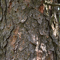Close up of jack pine bark