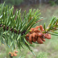 Close up of jack pine flowers