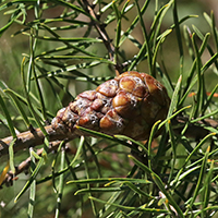 Close up of jack pine cones