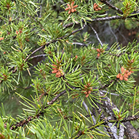 Close up of jack pine needles
