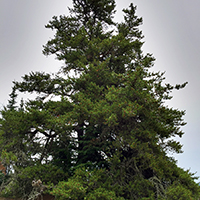 Image of jack pine tree