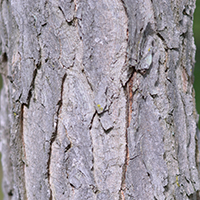 Close up of Kentucky coffeetree bark