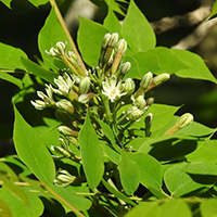 Close up of Kentucky coffeetree flower