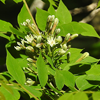 Vue rapprochée des fleurs du chicot févier