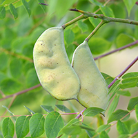 Vue rapprochée des fruits du chicot févier