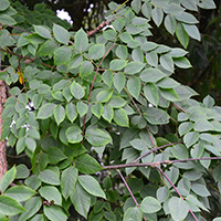 Close up of Kentucky coffeetree leaves