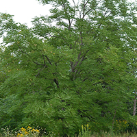 Image of Kentucky coffeetree tree