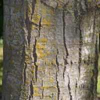 Close up of largetooth aspen bark