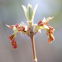 Close up of Manitoba maple flowers