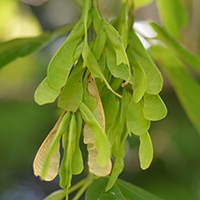 Close up of Manitoba maple fruit or keys