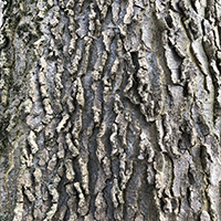 Close up of northern hackberry bark