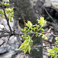 Close up of northern hackberry flowers