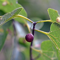 Close up of northern hackberry fruit